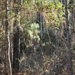 Photo of UNDER CONTRACT!  34.116 Acres Of Open Timber Land For Sale in Southampton County VA!
