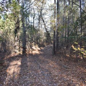 Photo of UNDER CONTRACT!  34.116 Acres Of Open Timber Land For Sale in Southampton County VA!