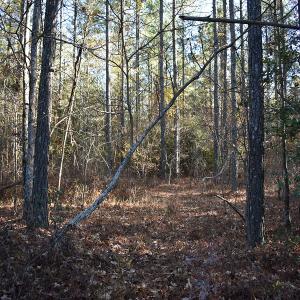 Photo of UNDER CONTRACT!  34.116 Acres Of Open Timber Land For Sale in Southampton County VA!