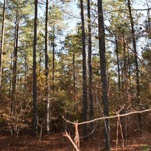 Photo of UNDER CONTRACT!  34.116 Acres Of Open Timber Land For Sale in Southampton County VA!