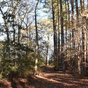 Photo of UNDER CONTRACT!  34.116 Acres Of Open Timber Land For Sale in Southampton County VA!