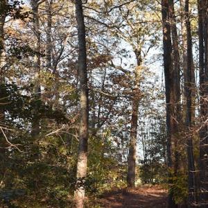Photo of UNDER CONTRACT!  34.116 Acres Of Open Timber Land For Sale in Southampton County VA!