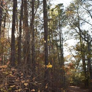 Photo of UNDER CONTRACT!  34.116 Acres Of Open Timber Land For Sale in Southampton County VA!
