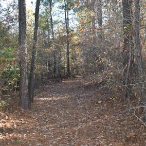Photo of UNDER CONTRACT!  34.116 Acres Of Open Timber Land For Sale in Southampton County VA!