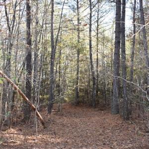Photo of UNDER CONTRACT!  34.116 Acres Of Open Timber Land For Sale in Southampton County VA!