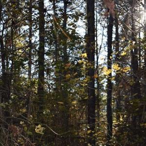 Photo of UNDER CONTRACT!  34.116 Acres Of Open Timber Land For Sale in Southampton County VA!