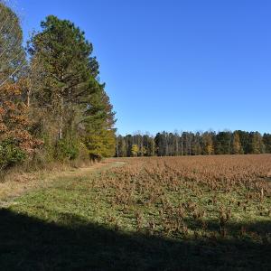Photo of UNDER CONTRACT!  34.116 Acres Of Open Timber Land For Sale in Southampton County VA!