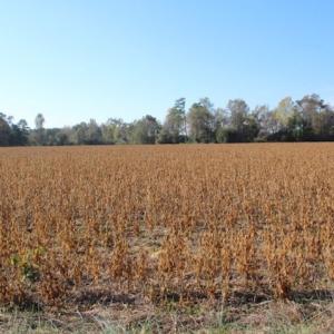 Photo of SOLD!  6 Acres of Farm and Hunting Land For Sale in Sampson County NC!