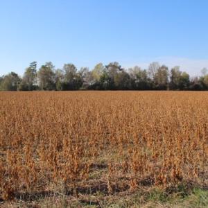 Photo of SOLD!  6 Acres of Farm and Hunting Land For Sale in Sampson County NC!