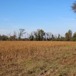 Photo of SOLD!  6.6 Acres of Farm and Hunting Land For Sale in Sampson County NC!