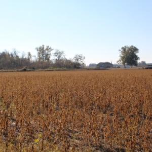 Photo of SOLD!  6.6 Acres of Farm and Hunting Land For Sale in Sampson County NC!