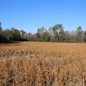 Photo of SOLD!  65 Acres of Hunting and Farm Land For Sale in Sampson County NC!