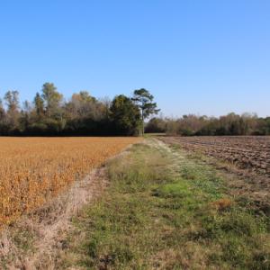 Photo of SOLD!  65 Acres of Hunting and Farm Land For Sale in Sampson County NC!