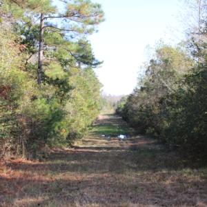 Photo of SOLD!  65 Acres of Hunting and Farm Land For Sale in Sampson County NC!