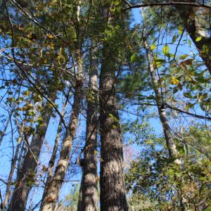 Photo of SOLD!  65 Acres of Hunting and Farm Land For Sale in Sampson County NC!