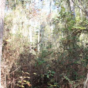 Photo of SOLD!  65 Acres of Hunting and Farm Land For Sale in Sampson County NC!