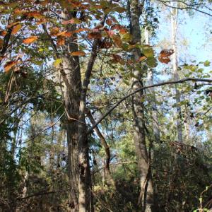 Photo of SOLD!  65 Acres of Hunting and Farm Land For Sale in Sampson County NC!
