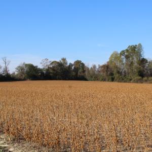 Photo of SOLD!  65 Acres of Hunting and Farm Land For Sale in Sampson County NC!