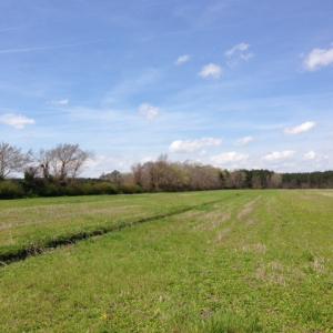 Photo of SOLD!  13 Acres of Farm and Timber Land For Sale in Camden County NC!