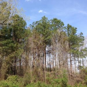 Photo of SOLD!  13 Acres of Farm and Timber Land For Sale in Camden County NC!