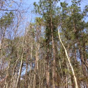 Photo of SOLD!  13 Acres of Farm and Timber Land For Sale in Camden County NC!