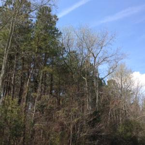 Photo of SOLD!  13 Acres of Farm and Timber Land For Sale in Camden County NC!