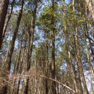 Photo of SOLD!  13 Acres of Farm and Timber Land For Sale in Camden County NC!