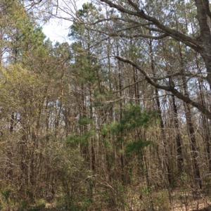 Photo of SOLD!  13 Acres of Farm and Timber Land For Sale in Camden County NC!