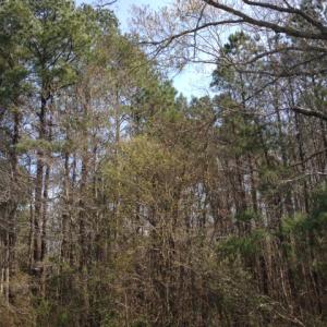 Photo of SOLD!  13 Acres of Farm and Timber Land For Sale in Camden County NC!