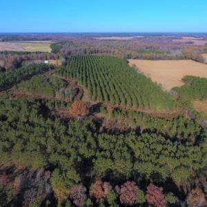 Photo of UNDER CONTRACT!  70.53 Acres of Hunting and Timber Land For Sale in Edgecombe County NC!