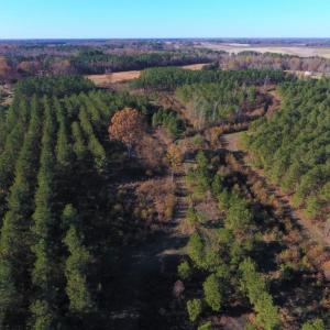 Photo of UNDER CONTRACT!  70.53 Acres of Hunting and Timber Land For Sale in Edgecombe County NC!