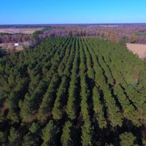 Photo of UNDER CONTRACT!  70.53 Acres of Hunting and Timber Land For Sale in Edgecombe County NC!