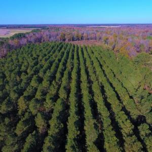 Photo of UNDER CONTRACT!  70.53 Acres of Hunting and Timber Land For Sale in Edgecombe County NC!
