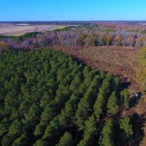 Photo of UNDER CONTRACT!  70.53 Acres of Hunting and Timber Land For Sale in Edgecombe County NC!
