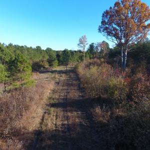 Photo of UNDER CONTRACT!  70.53 Acres of Hunting and Timber Land For Sale in Edgecombe County NC!