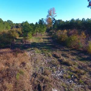 Photo of UNDER CONTRACT!  70.53 Acres of Hunting and Timber Land For Sale in Edgecombe County NC!