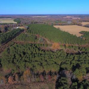Photo of UNDER CONTRACT!  70.53 Acres of Hunting and Timber Land For Sale in Edgecombe County NC!