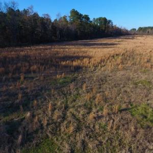 Photo of UNDER CONTRACT!  70.53 Acres of Hunting and Timber Land For Sale in Edgecombe County NC!