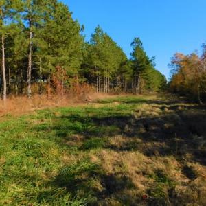 Photo of UNDER CONTRACT!  70.53 Acres of Hunting and Timber Land For Sale in Edgecombe County NC!