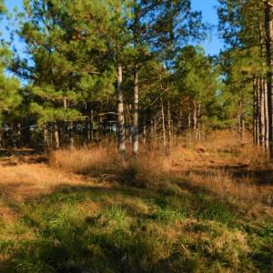Photo of UNDER CONTRACT!  70.53 Acres of Hunting and Timber Land For Sale in Edgecombe County NC!