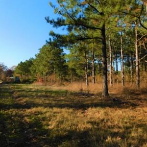Photo of UNDER CONTRACT!  70.53 Acres of Hunting and Timber Land For Sale in Edgecombe County NC!