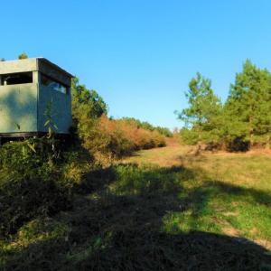 Photo of UNDER CONTRACT!  70.53 Acres of Hunting and Timber Land For Sale in Edgecombe County NC!