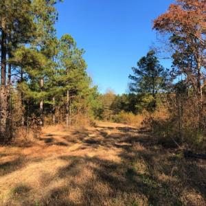 Photo of UNDER CONTRACT!  70.53 Acres of Hunting and Timber Land For Sale in Edgecombe County NC!