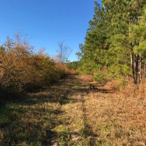 Photo of UNDER CONTRACT!  70.53 Acres of Hunting and Timber Land For Sale in Edgecombe County NC!