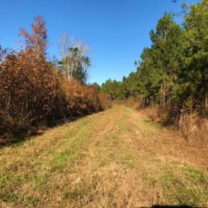 Photo of UNDER CONTRACT!  70.53 Acres of Hunting and Timber Land For Sale in Edgecombe County NC!