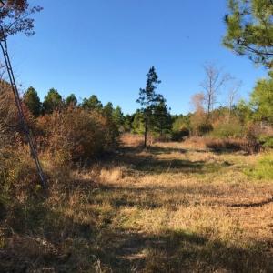 Photo of UNDER CONTRACT!  70.53 Acres of Hunting and Timber Land For Sale in Edgecombe County NC!