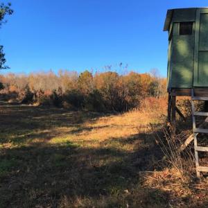 Photo of UNDER CONTRACT!  70.53 Acres of Hunting and Timber Land For Sale in Edgecombe County NC!