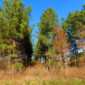 Photo of UNDER CONTRACT!  70.53 Acres of Hunting and Timber Land For Sale in Edgecombe County NC!
