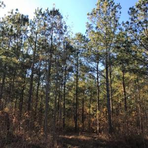 Photo of UNDER CONTRACT!  70.53 Acres of Hunting and Timber Land For Sale in Edgecombe County NC!