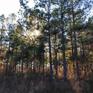 Photo of UNDER CONTRACT!  70.53 Acres of Hunting and Timber Land For Sale in Edgecombe County NC!